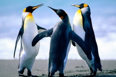 Penguins